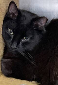 Dexy -  Domestic Long Hair Cat Available for Adoption in Island Lake, Illinois - Dexy | PetCurious
