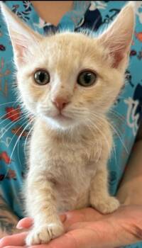 Rescue Domestic Short Hair Cats for Adoption in Vacaville, California - Pluto | PetCurious