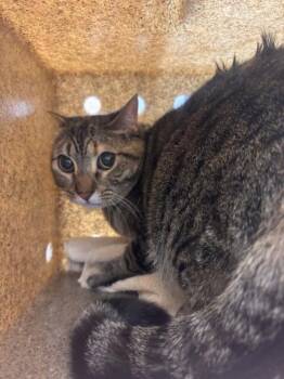 Domestic Short Hair Cats Available for Adoption in Loveland, Colorado - RAMBUTAN | PetCurious