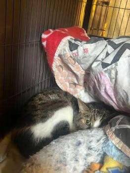 Rescue Domestic Short Hair Cats for Adoption in Ironwood, Michigan - BANANA SPLIT | PetCurious