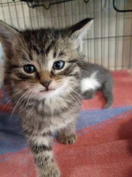 Grout -  Domestic Short Hair Cat for Adoption in Hamilton, Ohio - Grout | PetCurious