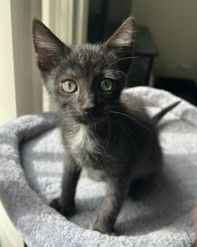 FIG -  Domestic Short Hair Cat for Adoption - FIG | PetCurious