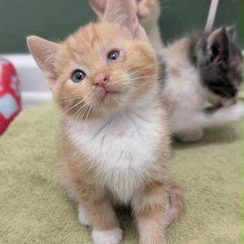 Domestic Short Hair Cats Available for Adoption in Columbus, Georgia - Princess Meownonoke 3558 | PetCurious