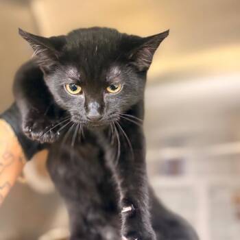 Onyx -  Domestic Short Hair Cat for Adoption in Winston-salem, North Carolina - Onyx | PetCurious