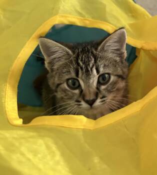 Rescue Domestic Short Hair Cats for Adoption in Belmont, North Carolina - Freya | PetCurious