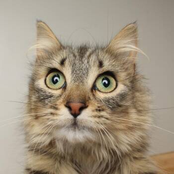 Domestic Medium Hair Cats Available for Adoption in Minnetonka, Minnesota - Elida C69217 | PetCurious