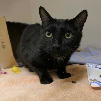Mitzi -  Domestic Short Hair Cat for Adoption in Mebane, North Carolina - Mitzi | PetCurious