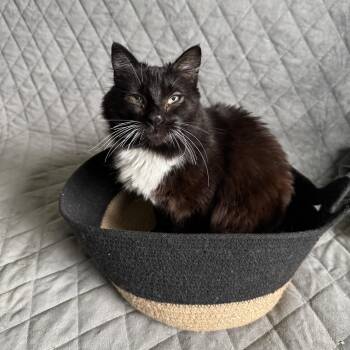 Domestic Medium Hair Cats Available for Adoption in San Jose, California - Jasmine | PetCurious