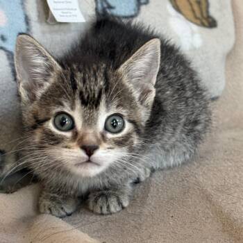 Domestic Short Hair Cats Available for Adoption in Glenelg, Maryland - Gusty Winds | PetCurious