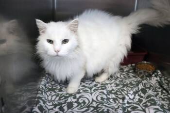 Domestic Long Hair Cats Available for Adoption - Queso | PetCurious