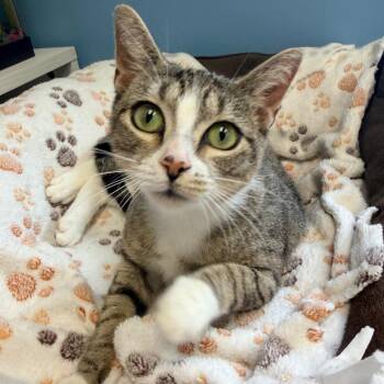 Olive -  Domestic Short Hair Cat for Adoption in Columbus, Georgia - Olive | PetCurious