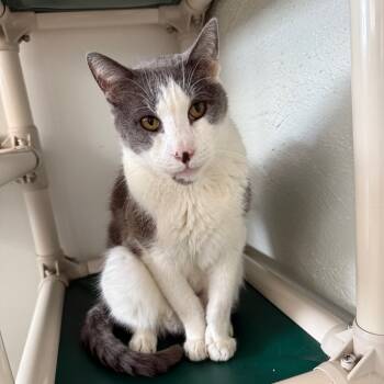 Rescue Domestic Short Hair Cats for Adoption in Denver, Colorado - Matty "Madison" | PetCurious