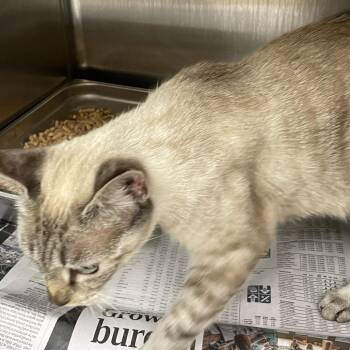 Suzee -  Domestic Short Hair Cat for Adoption in Winston-salem, North Carolina - Suzee | PetCurious