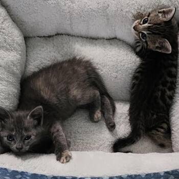 Simba -  Domestic Short Hair Cat Available for Adoption in Titusville, Florida - Simba | PetCurious