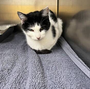 mudge -  Domestic Short Hair Cat for Adoption in Rowlett, Texas - Mudge | PetCurious