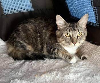Rescue American Shorthair Cats for Adoption in Hull, Massachusetts - Peggy | PetCurious