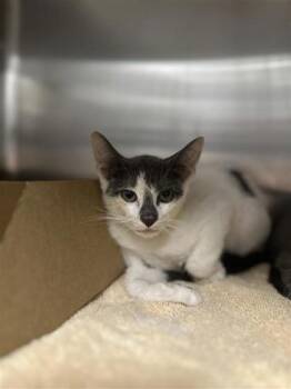 Buttercup -  Domestic Short Hair Cat for Adoption in West Chester, Pennsylvania - Buttercup | PetCurious
