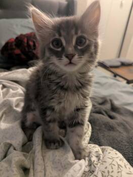 Beatrice 2 -  Domestic Medium Hair Cat Available for Adoption in Tucson, Arizona - Beatrice 2 | PetCurious
