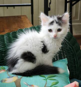 Vinka -  Domestic Long Hair Cat for Adoption in Wayne, New Jersey - Vinka | PetCurious