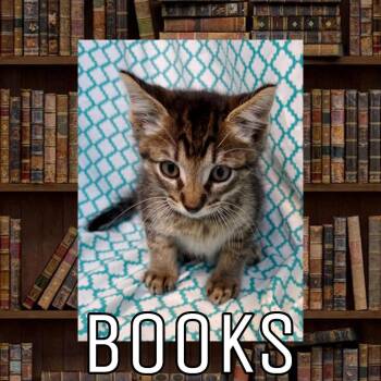 Domestic Short Hair Cats Available for Adoption in Royse City, Texas - Books | PetCurious