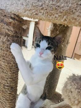 Nala -  Domestic Short Hair Cat for Adoption in Phoenix, Arizona - Nala | PetCurious