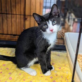 Murphy -  Domestic Short Hair Cat for Adoption - Murphy | PetCurious