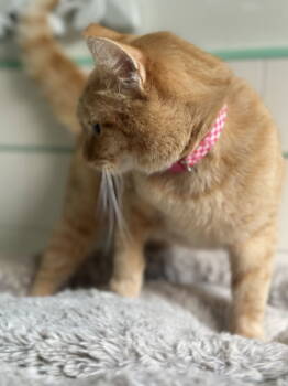 Rescue Domestic Short Hair Cats for Adoption in Long Beach, California - Goldie | PetCurious