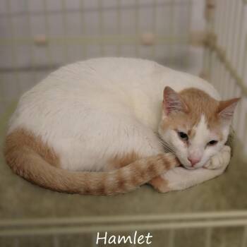Hamlet -  American Shorthair Cat for Adoption in Yucaipa, California - Hamlet | PetCurious