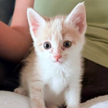 Biscotti -  Domestic Short Hair Cat for Adoption in Abilene, Texas - Biscotti | PetCurious