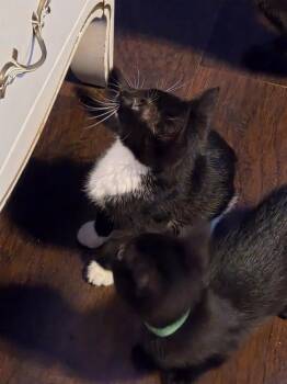 Vesper -  Domestic Short Hair Cat Available for Adoption in Dallas, Texas - Vesper | PetCurious