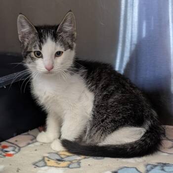 Viper -  Domestic Short Hair Cat for Adoption in Salt Lake City, Utah - Viper | PetCurious
