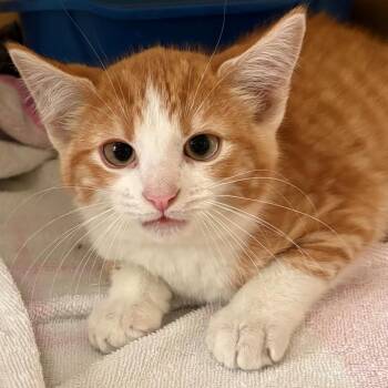 Damian -  Domestic Short Hair Cat for Adoption in East Hanover, New Jersey - Damian | PetCurious