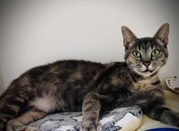 Domestic Short Hair Cats Available for Adoption in Savannah, Georgia - Missy | PetCurious