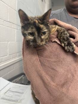 Rescue Domestic Short Hair Cats for Adoption in West Chester, Pennsylvania - Caprice | PetCurious