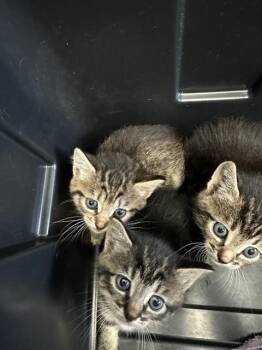 Domestic Short Hair Cats Available for Adoption in Fort Walton Beach, Florida - ENOCH | PetCurious