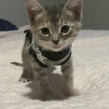 Curie -  Domestic Short Hair Cat for Adoption in Tulsa, Oklahoma - Curie | PetCurious