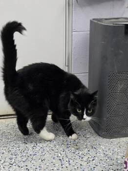 Domestic Short Hair Cats Available for Adoption in Mishawaka, Indiana - Sprinkles | PetCurious