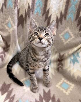 Chipmunk -  Domestic Short Hair Cat for Adoption in White Oak, Pennsylvania - Chipmunk | PetCurious