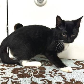 Hot Dog -  Domestic Short Hair Cat for Adoption in Warrensburg, Missouri - Hot Dog | PetCurious