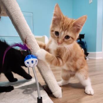 Rescue Domestic Short Hair Cats for Adoption in Portage, Michigan - Clary Sage | PetCurious