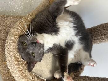 Rescue Domestic Short Hair Cats for Adoption in Lansing, Michigan - Bertha | PetCurious