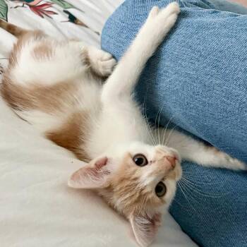 Dew -  Domestic Short Hair Cat for Adoption in Lakeland, Florida - Dew | PetCurious