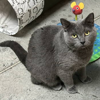 Rescue Domestic Short Hair Cats for Adoption in Cincinnati, Ohio - Angel | PetCurious