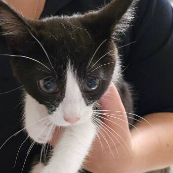 Pepa -  Domestic Short Hair Cat for Adoption in Bristol, Indiana - Pepa | PetCurious