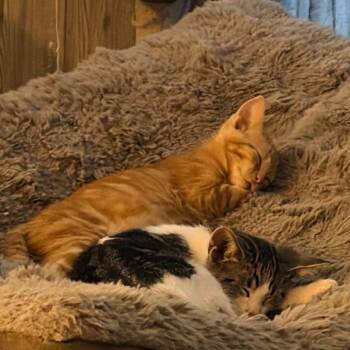 Cheddar -  Domestic Short Hair Cat for Adoption in Prairie Du Chien, Wisconsin - Cheddar | PetCurious