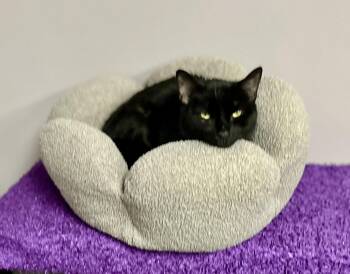 Punky -  Domestic Short Hair Cat Available for Adoption in Fullerton, Pennsylvania - Punky | PetCurious