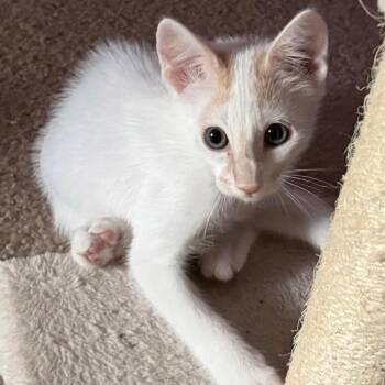 Tireannosaurus Rex -  Domestic Short Hair Cat for Adoption in Boerne, Texas - Tireannosaurus Rex | PetCurious