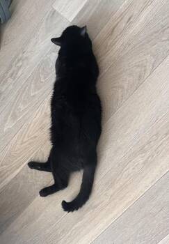 Devon Deluxe -  Domestic Short Hair Cat for Adoption - Devon Deluxe | PetCurious