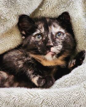 Calico Cats Available for Adoption in Phoenix, Arizona - Coquette | PetCurious