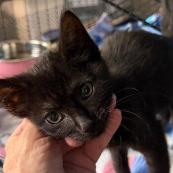 Boo -  Domestic Short Hair Cat for Adoption in Hernando, Mississippi - Boo | PetCurious
